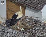 Capi_Dubne_20260531_075003.jpg
