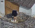 Capi_Dubne_20260531_080003.jpg