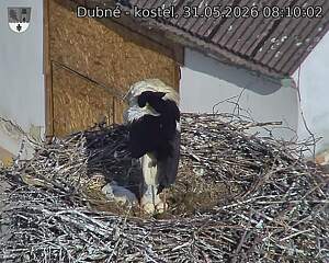 Capi_Dubne_20260531_081002.jpg (1350&nbsp;x&nbsp;1080)