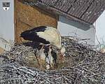 Capi_Dubne_20260531_082002.jpg