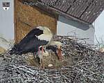 Capi_Dubne_20260531_082504.jpg