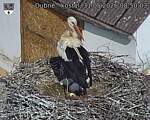 Capi_Dubne_20260531_085003.jpg