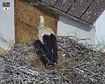 Capi_Dubne_20260531_085503.jpg