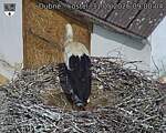 Capi_Dubne_20260531_090004.jpg