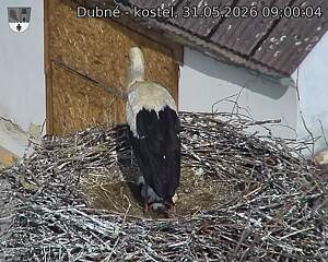 Capi_Dubne_20260531_090004.jpg (1350&nbsp;x&nbsp;1080)