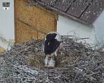 Capi_Dubne_20260531_095003.jpg