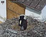 Capi_Dubne_20260531_100003.jpg