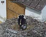 Capi_Dubne_20260531_100503.jpg