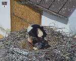 Capi_Dubne_20260531_102003.jpg