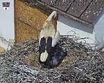 Capi_Dubne_20260531_104002.jpg