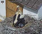 Capi_Dubne_20260531_104504.jpg