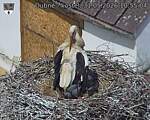 Capi_Dubne_20260531_105504.jpg