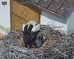 Capi_Dubne_20260531_110004.jpg