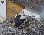 Capi_Dubne_20260531_112003.jpg