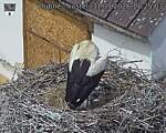 Capi_Dubne_20260531_112503.jpg