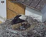 Capi_Dubne_20260531_113002.jpg