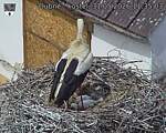 Capi_Dubne_20260531_113503.jpg