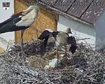 Capi_Dubne_20260531_114502.jpg