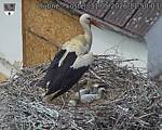 Capi_Dubne_20260531_115003.jpg