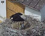 Capi_Dubne_20260531_115503.jpg