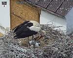 Capi_Dubne_20260531_120002.jpg