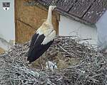 Capi_Dubne_20260531_120502.jpg