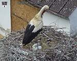Capi_Dubne_20260531_121003.jpg