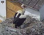 Capi_Dubne_20260531_122503.jpg
