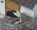 Capi_Dubne_20260531_124503.jpg
