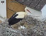 Capi_Dubne_20260531_125003.jpg