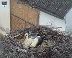 Capi_Dubne_20260531_140503.jpg