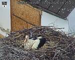 Capi_Dubne_20260531_142503.jpg