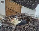 Capi_Dubne_20260531_151503.jpg