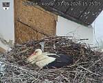 Capi_Dubne_20260531_152505.jpg