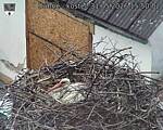 Capi_Dubne_20260531_155002.jpg