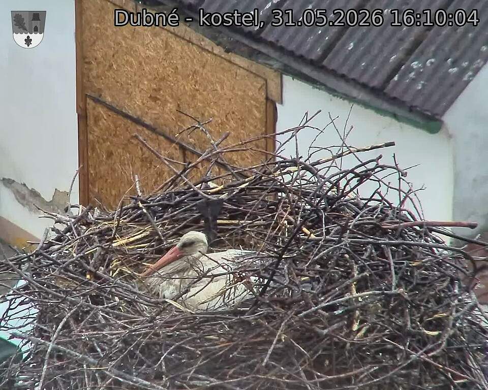 Capi_Dubne_20260531_161004.jpg (1350&nbsp;x&nbsp;1080)