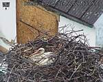 Capi_Dubne_20260531_170503.jpg
