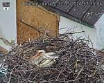 Capi_Dubne_20260531_173504.jpg
