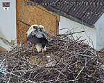 Capi_Dubne_20260531_180004.jpg