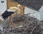 Capi_Dubne_20260531_181005.jpg