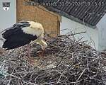 Capi_Dubne_20260531_181503.jpg