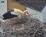 Capi_Dubne_20260531_183003.jpg