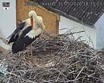 Capi_Dubne_20260531_183503.jpg