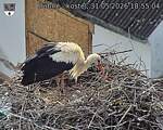 Capi_Dubne_20260531_185504.jpg