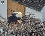 Capi_Dubne_20260531_190502.jpg