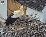 Capi_Dubne_20260531_191003.jpg