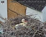Capi_Dubne_20260531_192004.jpg