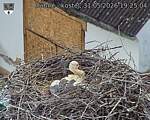 Capi_Dubne_20260531_192504.jpg