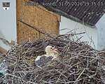 Capi_Dubne_20260531_193503.jpg