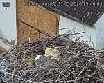 Capi_Dubne_20260531_194003.jpg